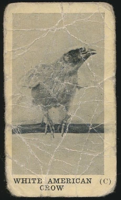 V119 68 White American Crow.jpg